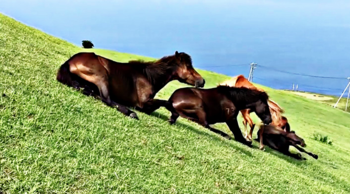 Hilarious Horses Slide Down Grassy Hill Playing Like Little Kids