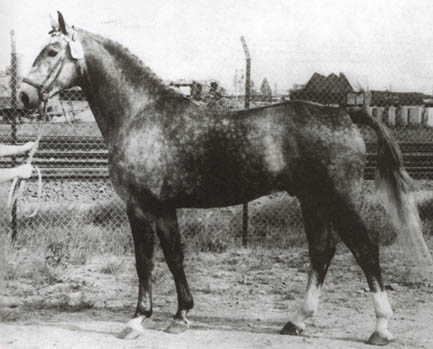 Roman - Sport Horses