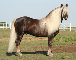 Black Forest Horses