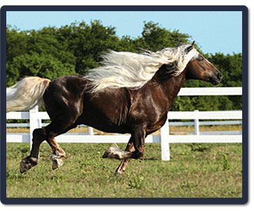 Black Forest Horses