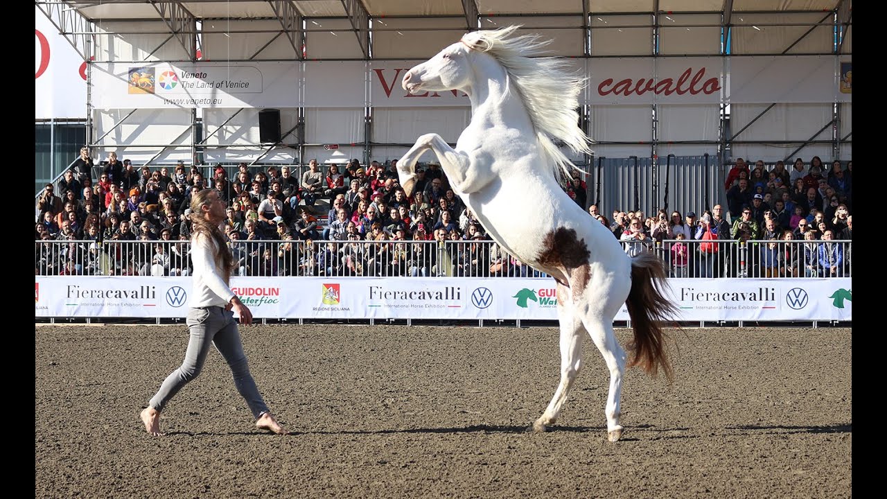 Rudj Bellini and Mr. Martin, Quarab stallion, in complete freedom.