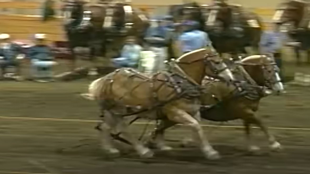 Runaway Horses at Draft Horse Pull