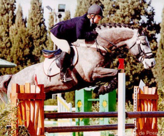 Russel Show Jumping Stallion