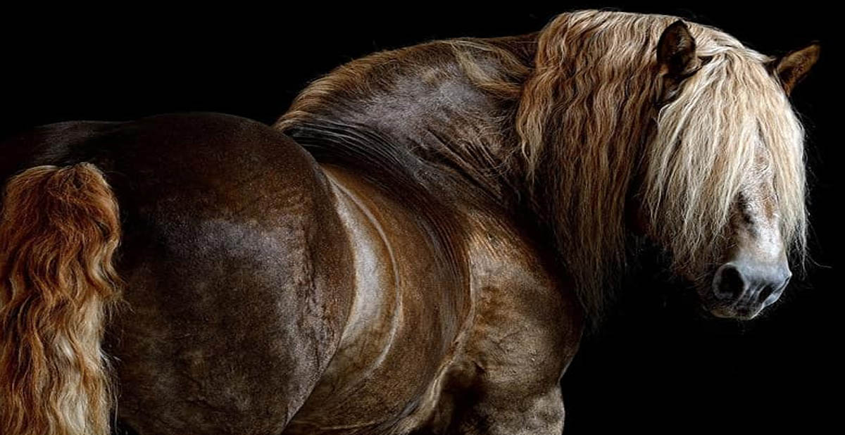 Russian Heavy Draft Horse Stallion - Maidan
