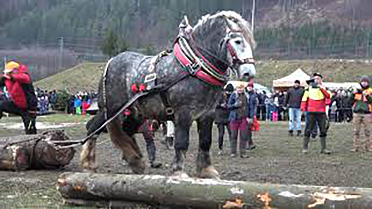 Russian Heavy Draft - Horse Pull Competition