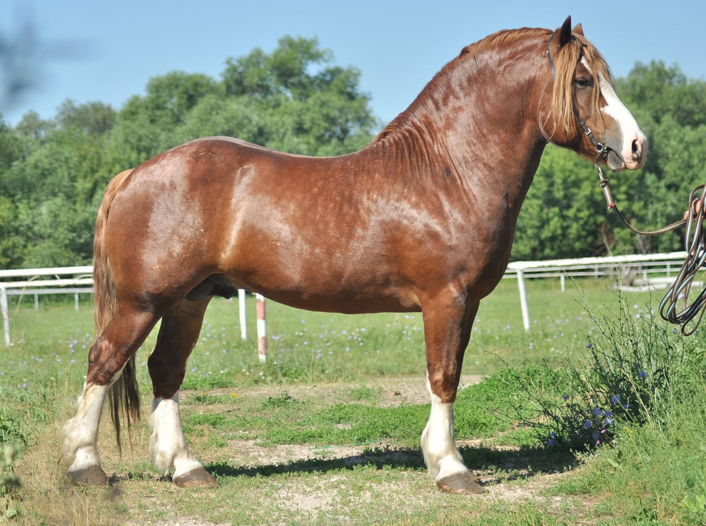 Russian Heavy Draft Horse Stallion - Maidan 