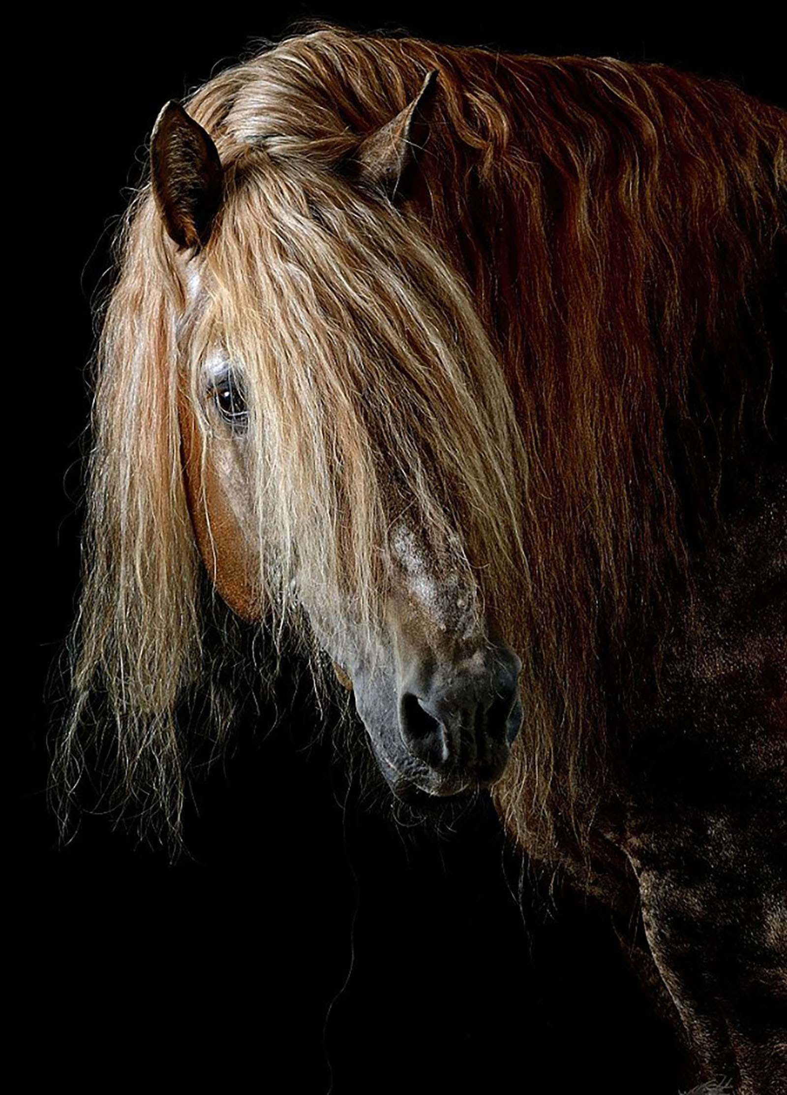 Russian Heavy Draft Horses