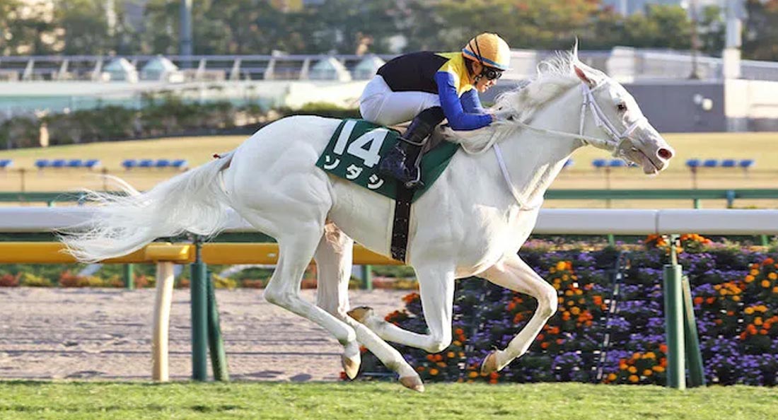 Rare Pure White Thoroughbred Racehorse SODASHI