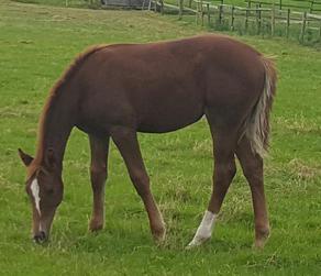 Sport Foals For Sale
