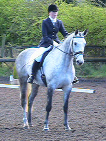 Eighteen - Dressage / Showjumper / Eventer