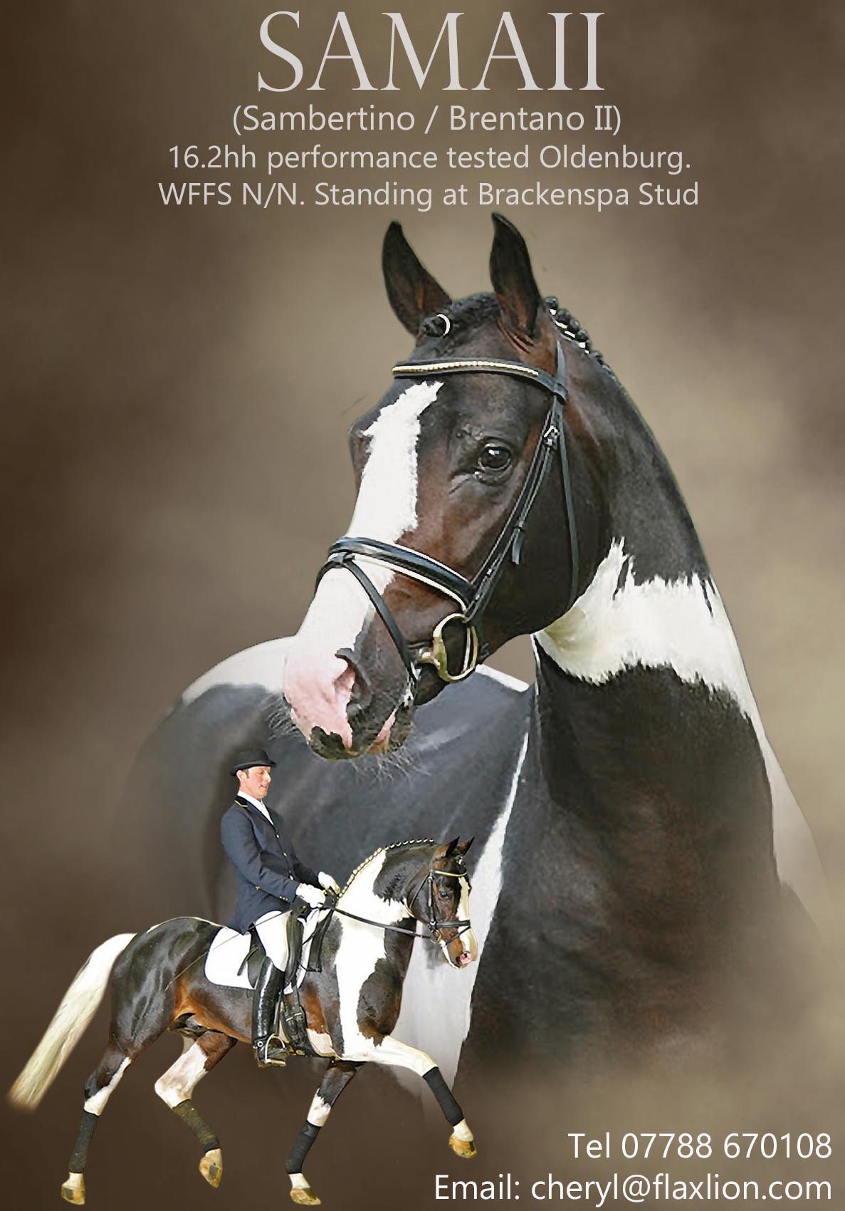 Samaii - Coloured Dressage Stallion