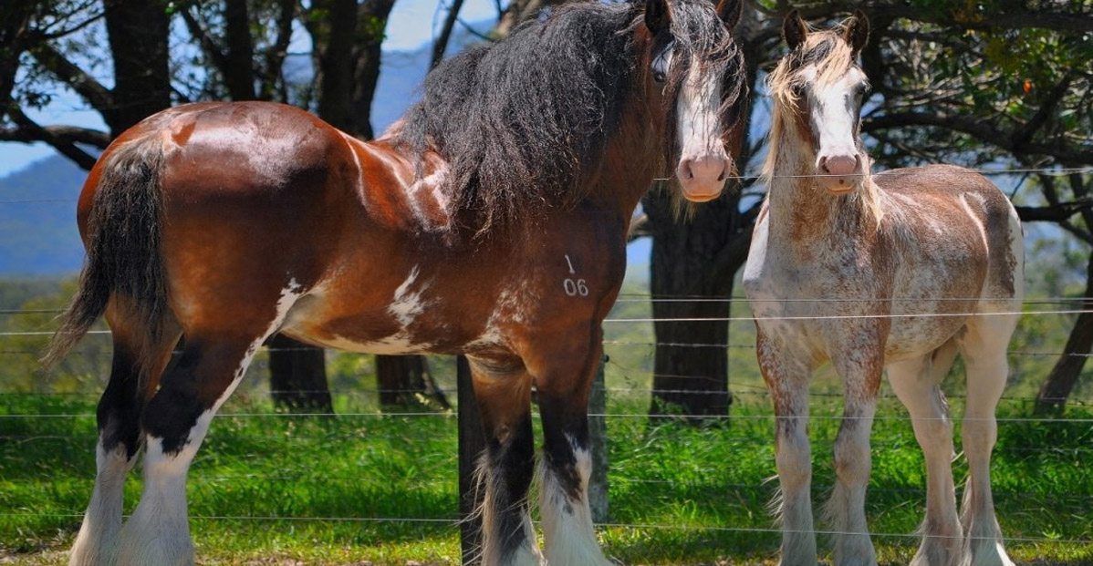 Samarah Park Clydesdale Stud, New South Wales, Australia