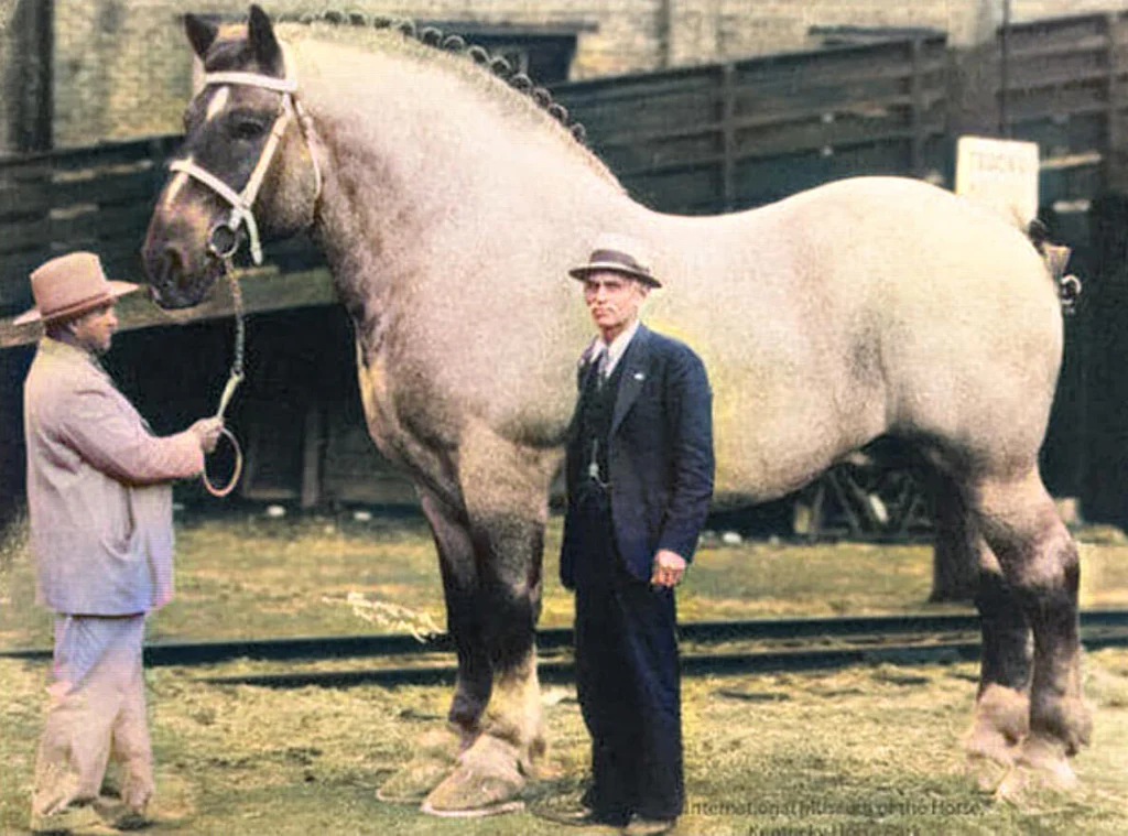 Sampson - The tallest and heaviest horse ever