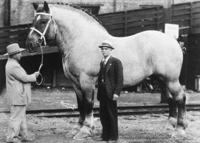 Sampson - The tallest and heaviest horse ever