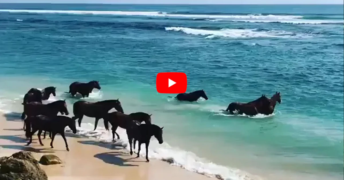 Sandalwood Pony of Sumba Island, Indonesia