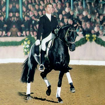 Oldenburg Horse