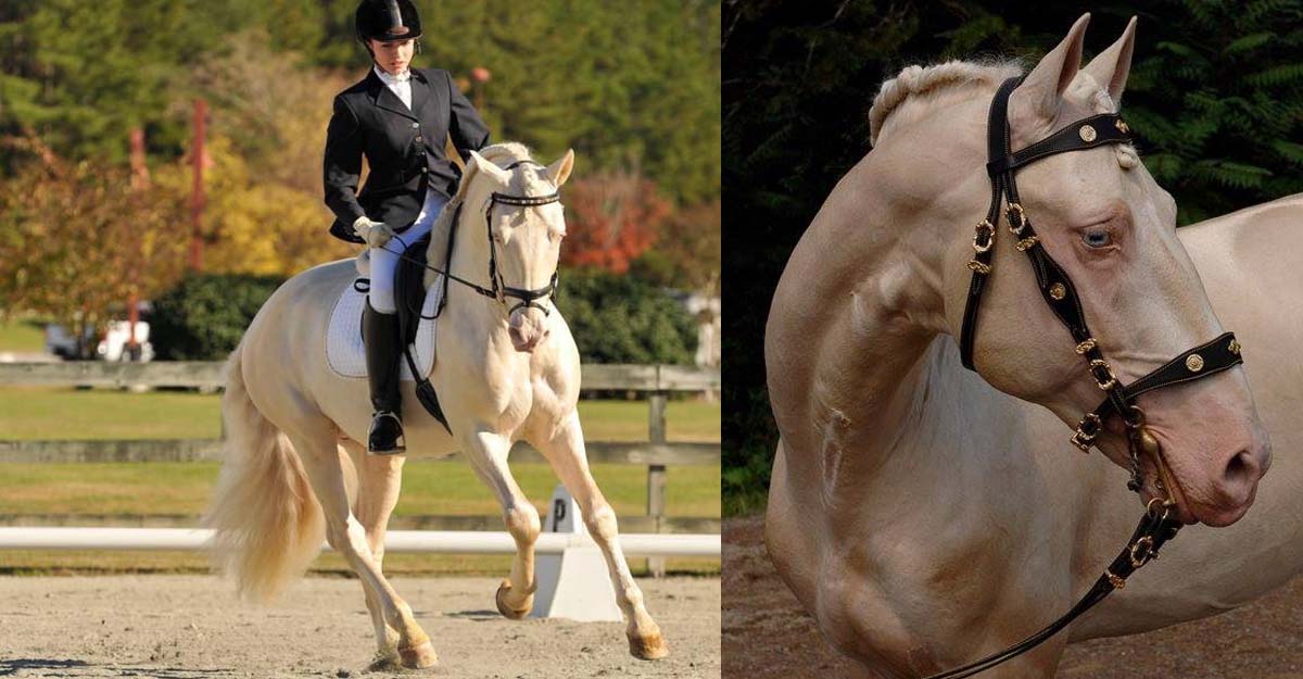 Saphiro - Cremello Lusitano Dressage Stallion @JC Andalusians (Virginia, USA)