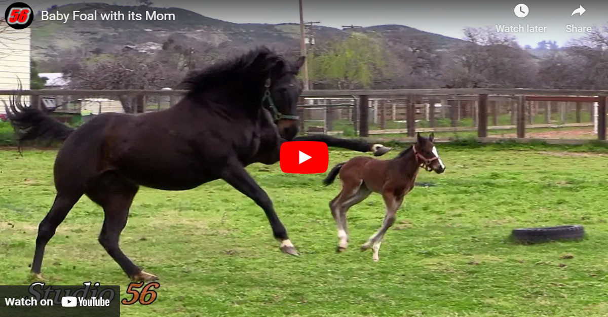 The Joy of a Mother Teaching Her Sassy Foal to Run Free in the Field