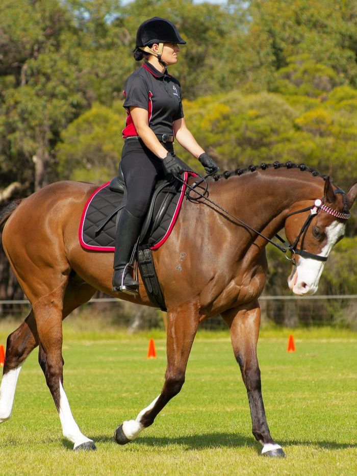 Scenic Blast changed his discipline to dressage