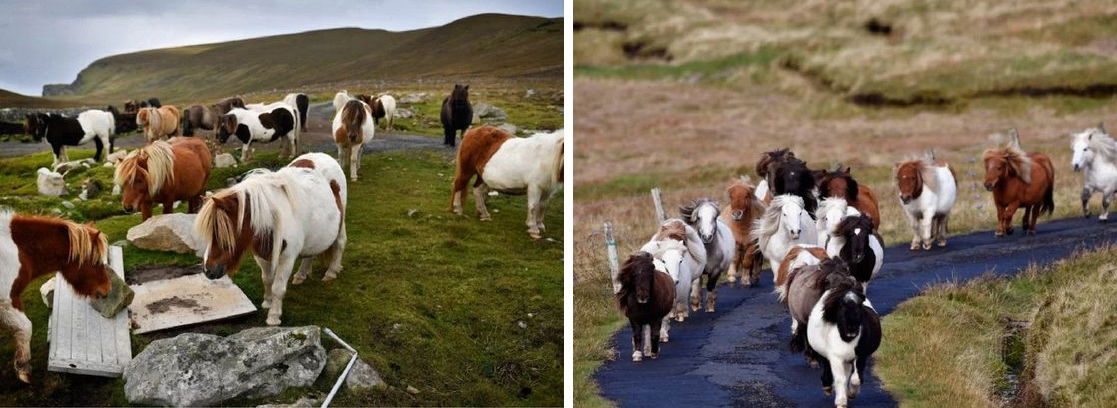 Miniature Horses