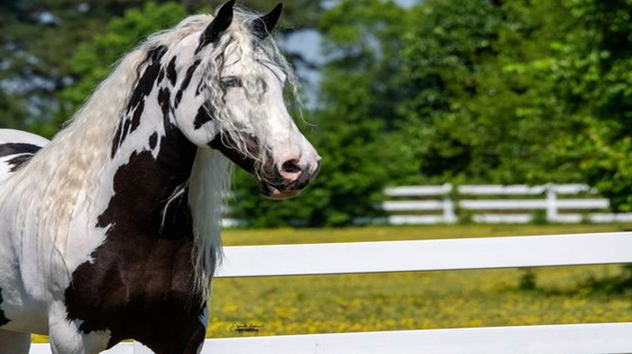 Seabra From Decadent Colored Sport Horses