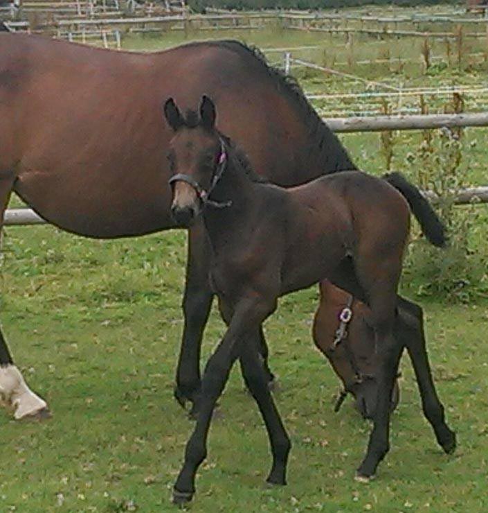 Selle Francais Foal Selle Francais Foal