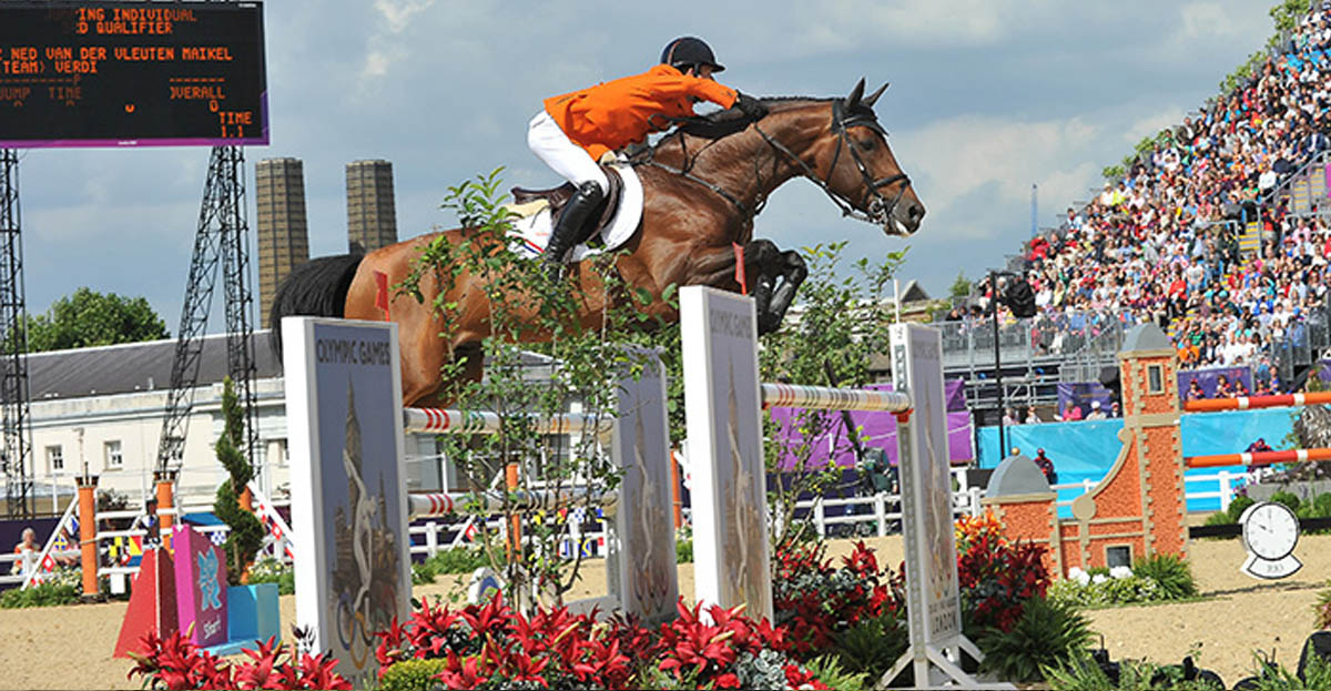 Selle Francais Horses