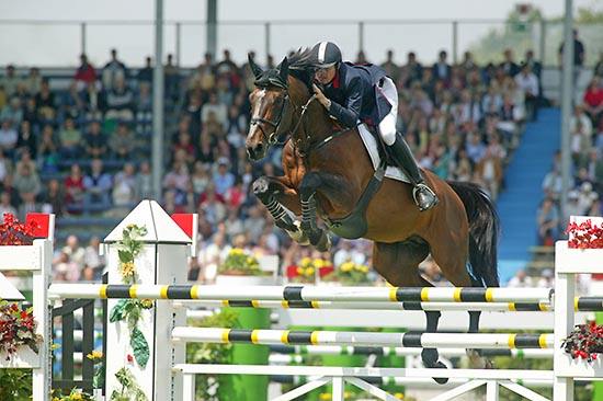 Selle Francais Horses