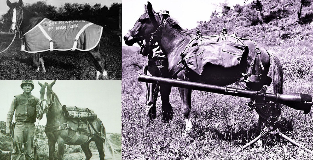 Sergeant Reckless, An American Hero