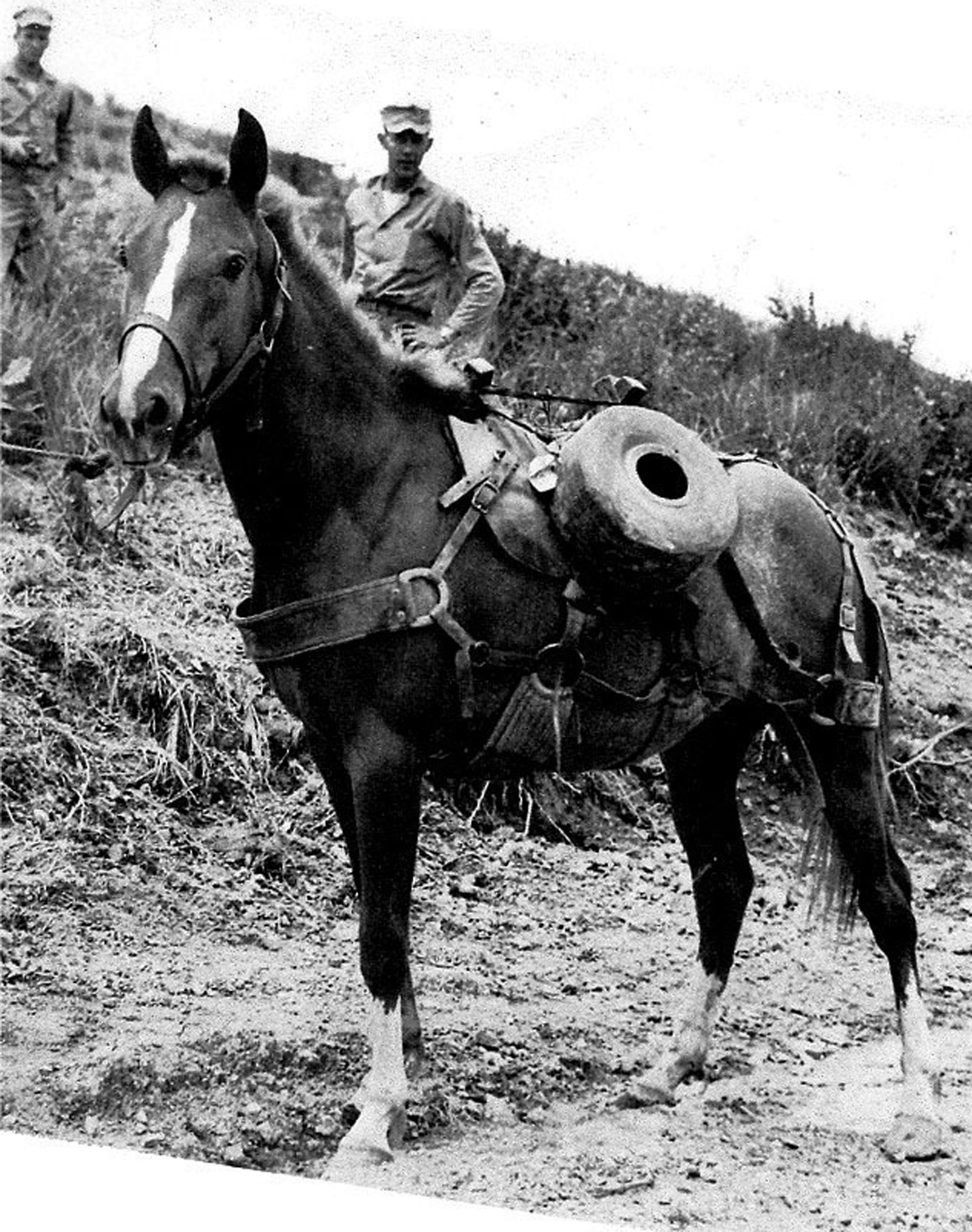 Sergeant Reckless Korean War Horse Served with Valor