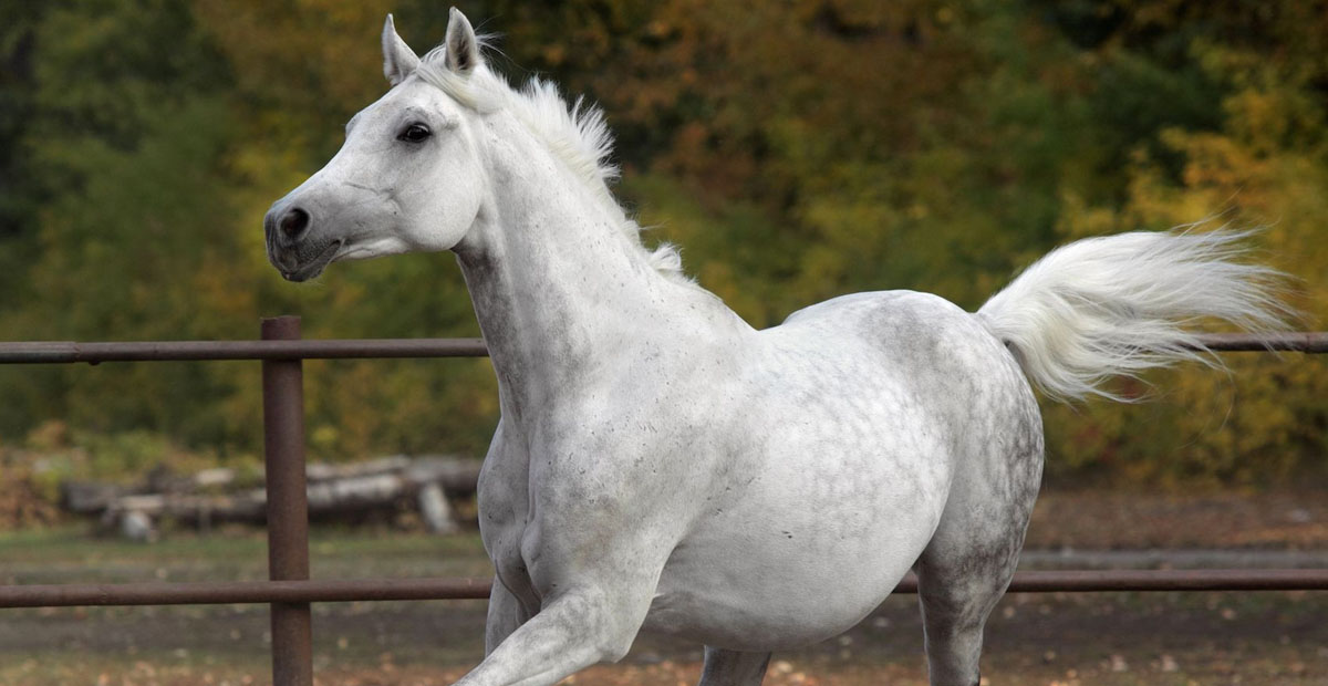 Shagya Arabian Horses