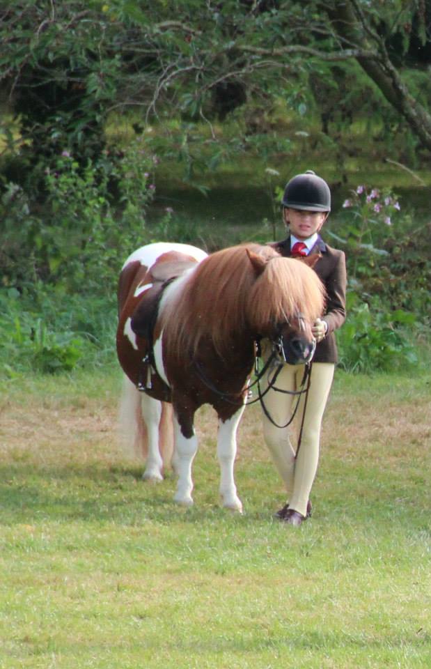 Shetland Pony Stallion, Brinleyview Camanchee Ridden By Gemma Pallett @Catchpool Shetlands