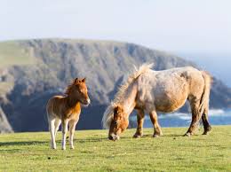 Shetland Ponies For Sale