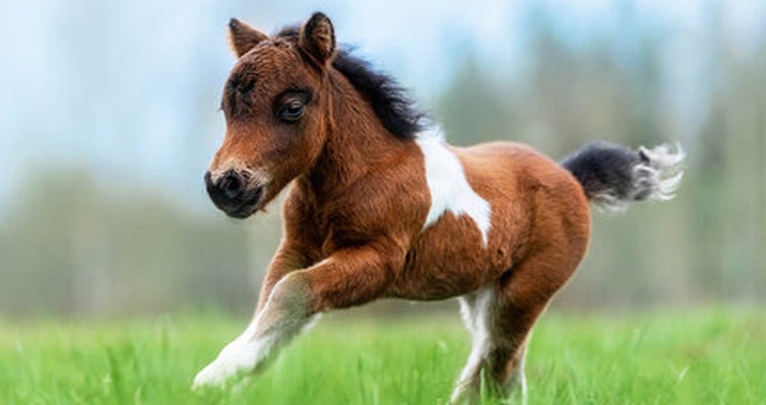Shetland Pony Foals At Play