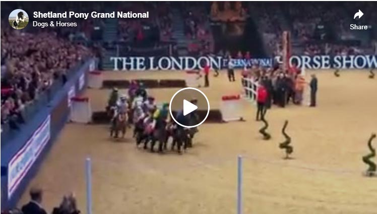 Shetland Pony Grand National