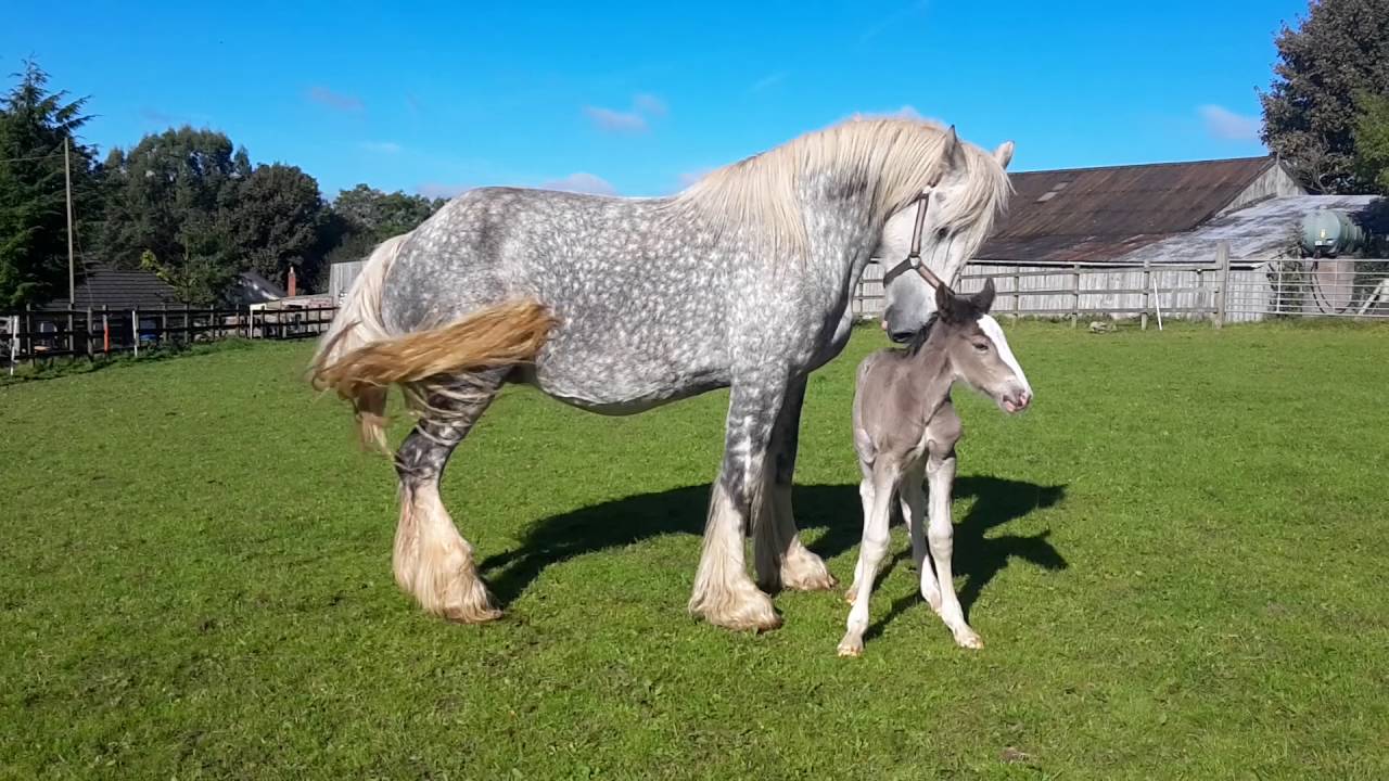 First Day Out In The Field For Shire Foal Liberty With Her Mum Lilac