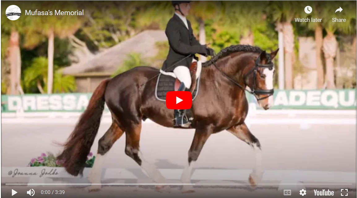 Mufasa x - Shire Horse Dressage Stallion @Silver Drache Farm