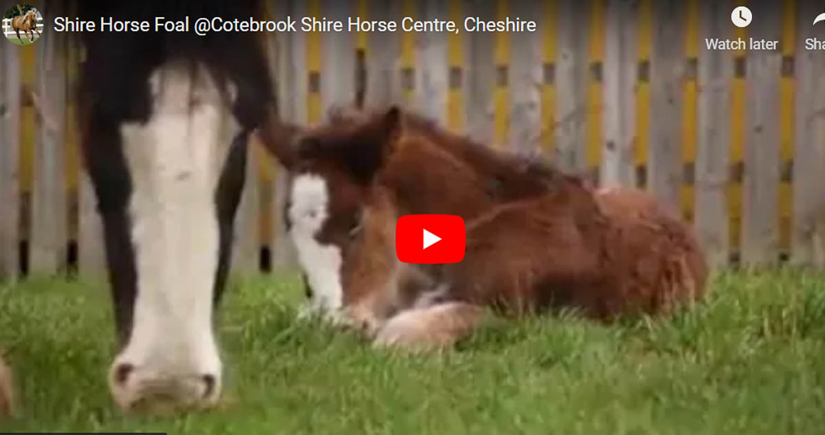 Shire Horse Foal @Cotebrook Shire Horse Centre, Cheshire