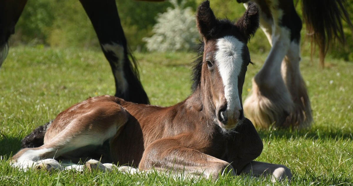 Shire Horse Foals