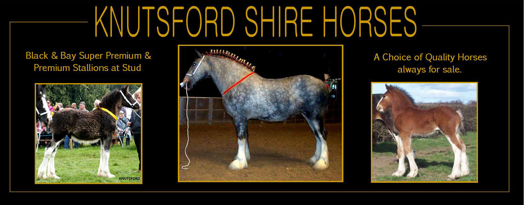 Shire Horse For Sale