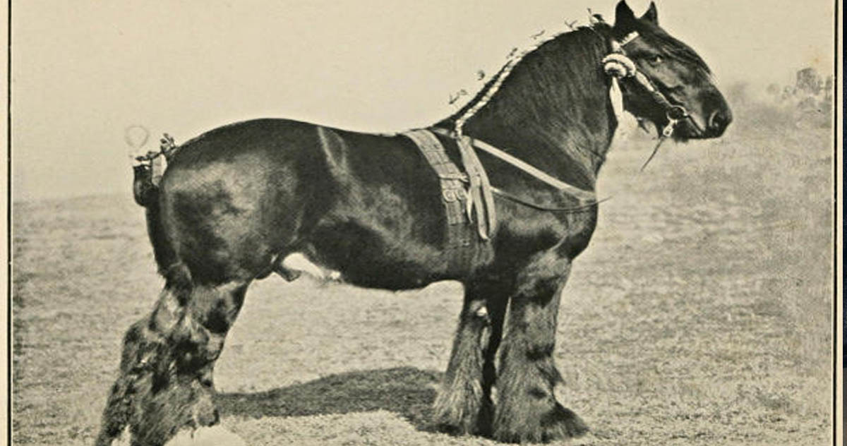 The History Of The Shire Horse In America