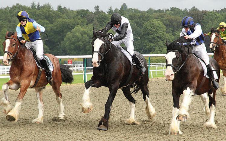 Shire Horse Racing - Shire Draft Horses