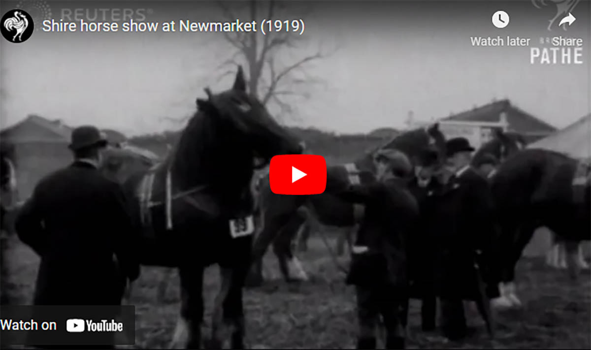 Shire Horse Show At Newmarket (1919)