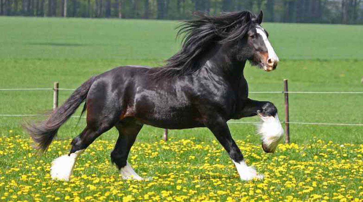 Shire Horse Size