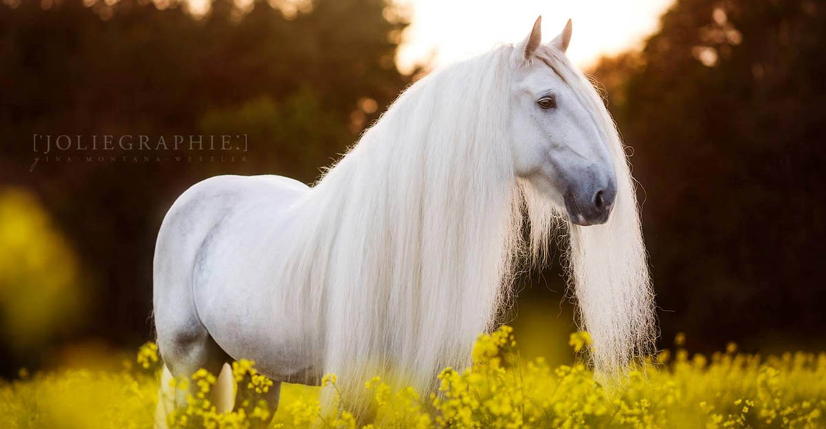 Shire Horse Stallion - Upper Delves James