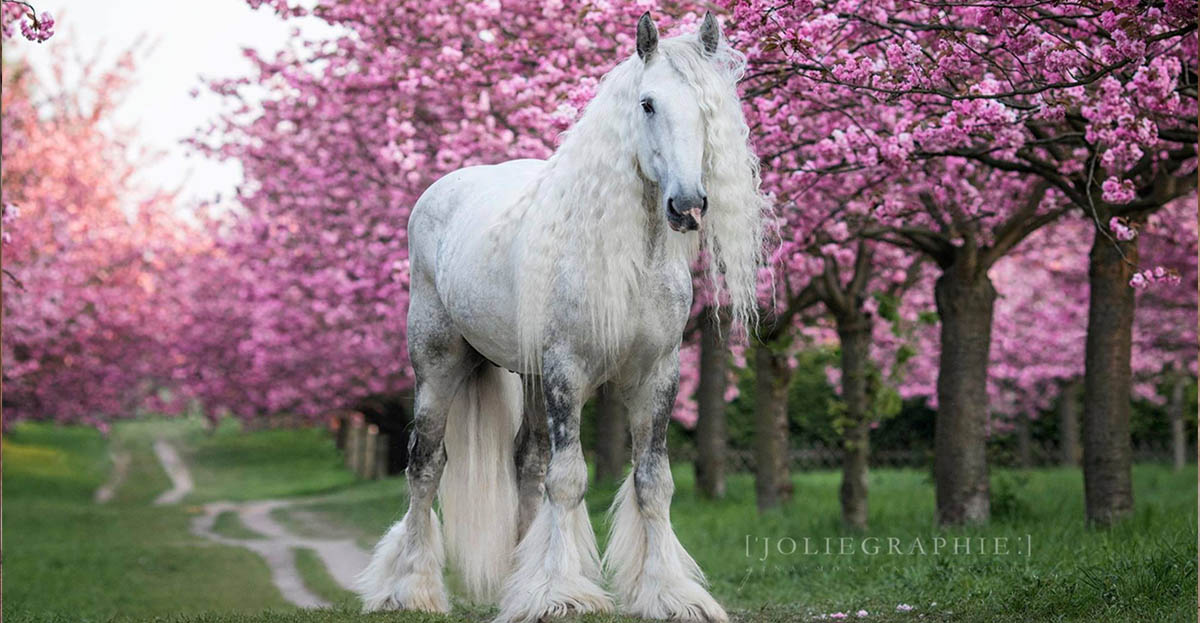 Grey Shire Horse Stallion