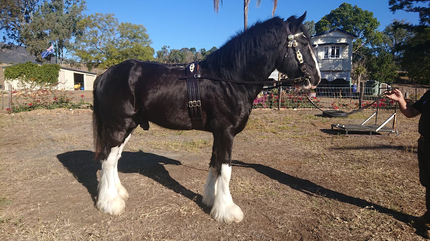 Shire Horse Stallions