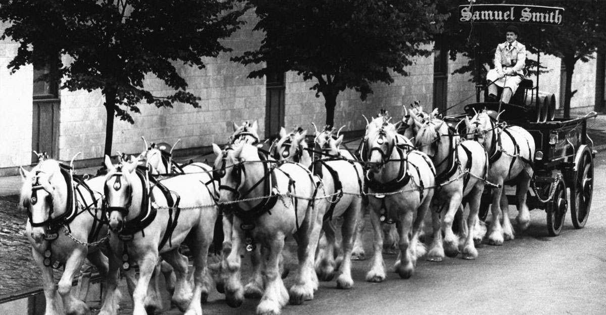 White Shire Horses Of Samuel Smith Brewery