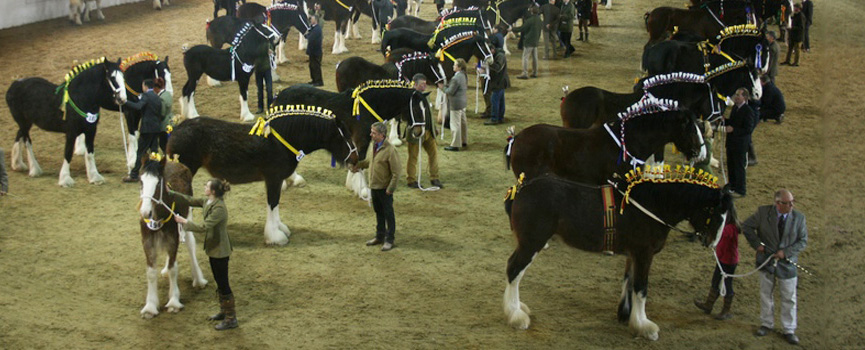 Shire Horses Poland