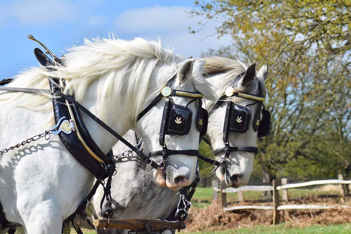 The Working Shire horses in London`s parklands 